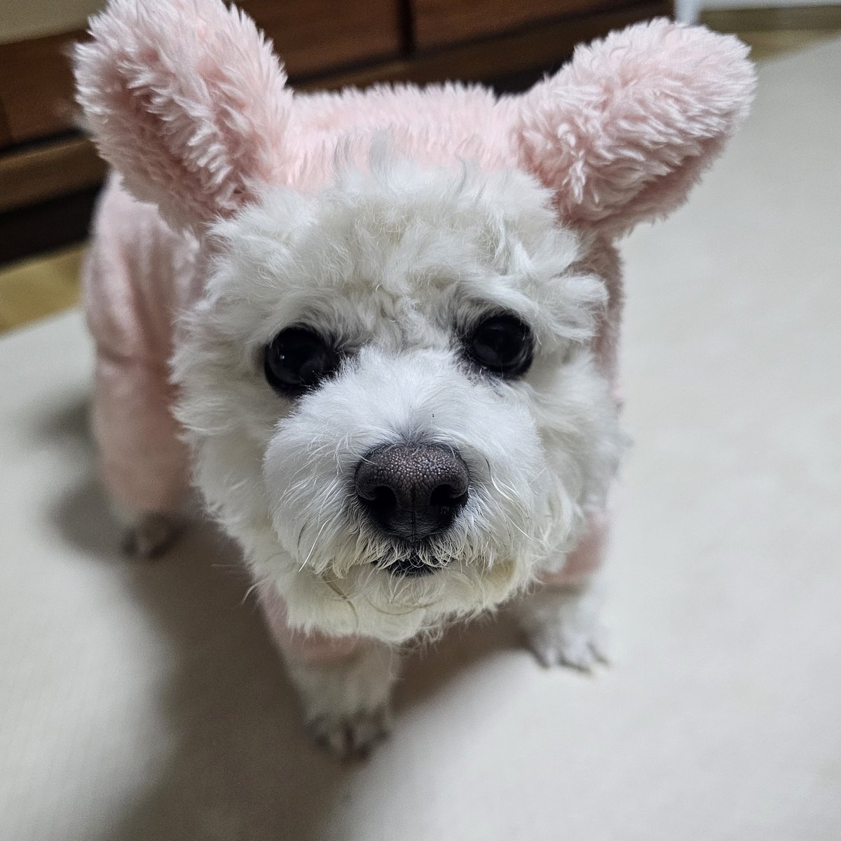 산책가기전에 엄마랑 비웃는 타임 가짐