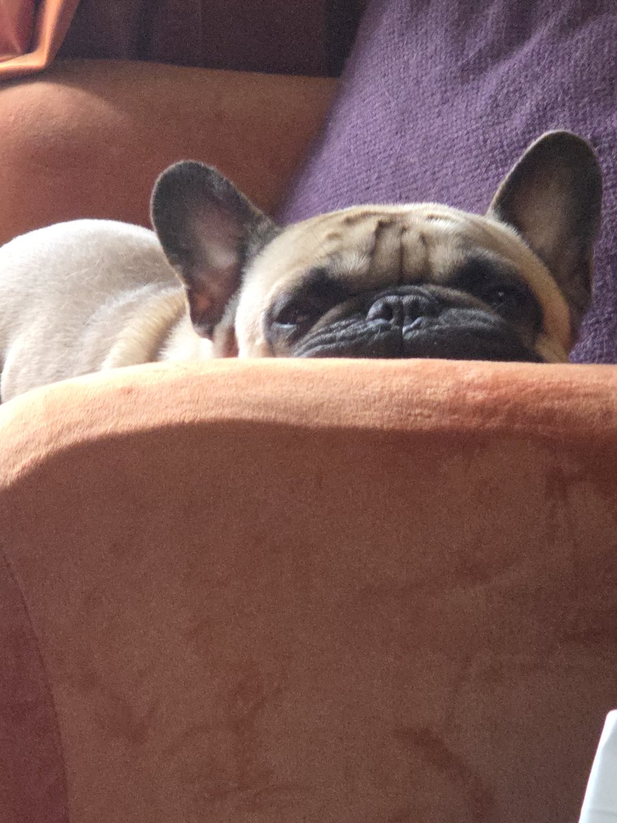 Debz1902's tweet image. Peekaboo #frenchie love. This furbaby melts my heart