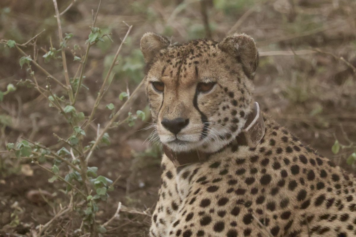 WildlifeACT Innovations tweet media