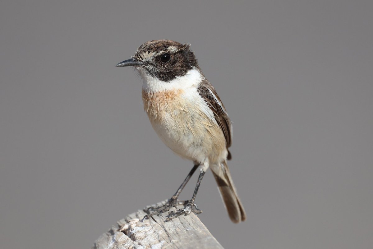 jamiesample99's tweet image. Superb point-blank views of a pair of Fuerteventura Chat at Puertito de los Molinos, along with Southern Grey Shrike, Muscovy Ducks, and Black Bellied Sandgrouse at the nearby reservoir, 05 Nov 2025