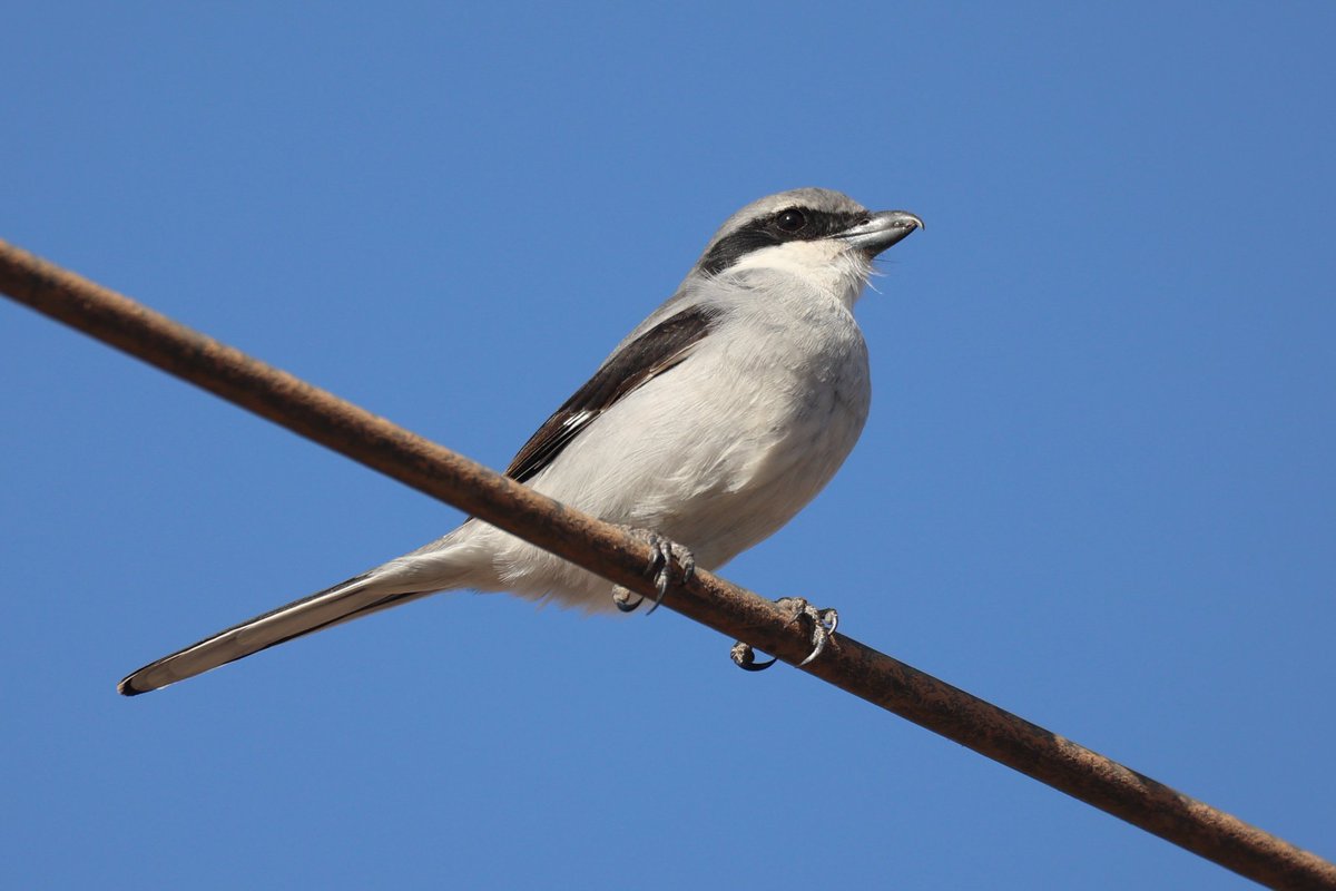 jamiesample99's tweet image. Superb point-blank views of a pair of Fuerteventura Chat at Puertito de los Molinos, along with Southern Grey Shrike, Muscovy Ducks, and Black Bellied Sandgrouse at the nearby reservoir, 05 Nov 2025