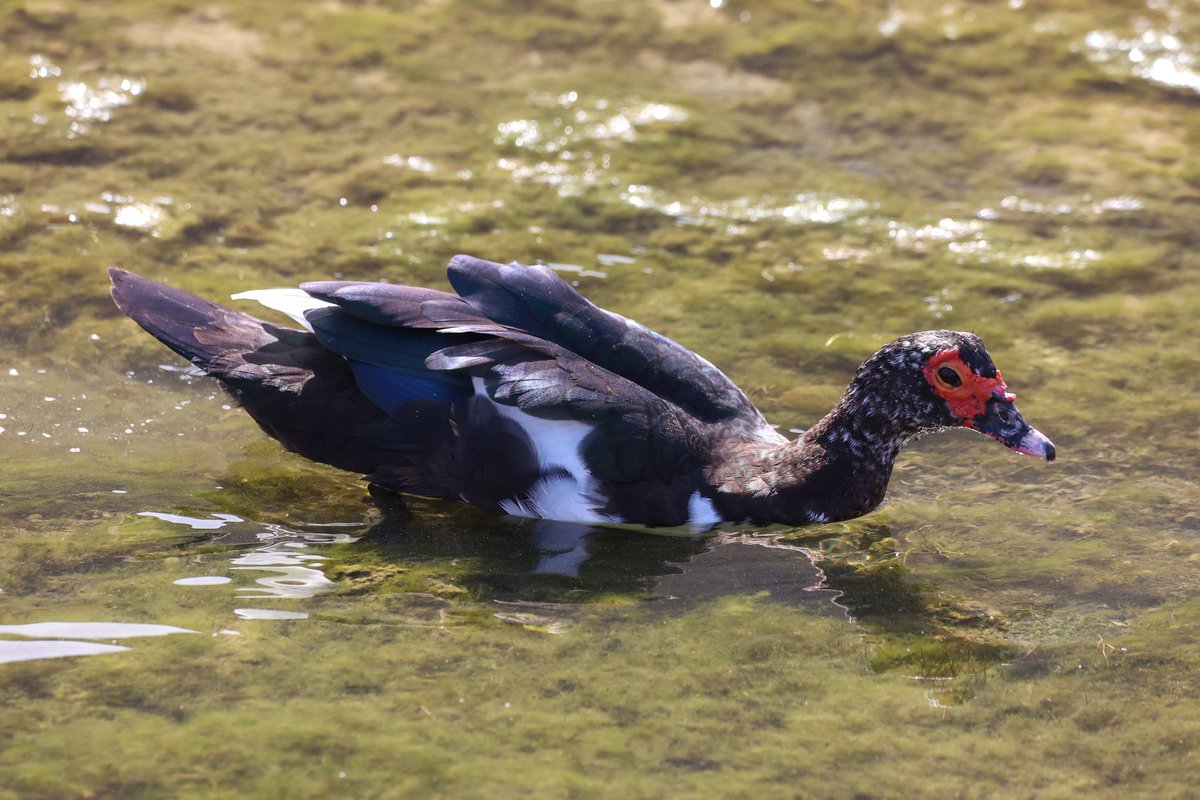 jamiesample99's tweet image. Superb point-blank views of a pair of Fuerteventura Chat at Puertito de los Molinos, along with Southern Grey Shrike, Muscovy Ducks, and Black Bellied Sandgrouse at the nearby reservoir, 05 Nov 2025