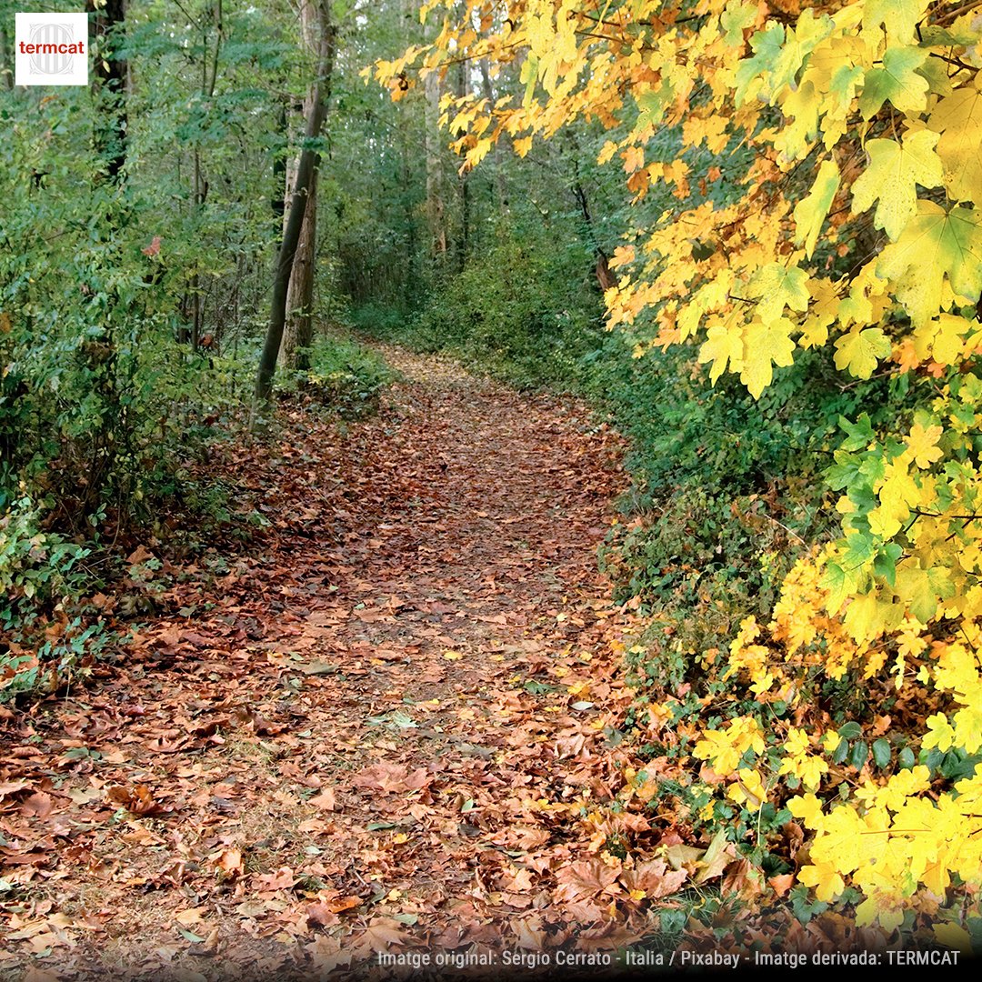 🔹 equinocci, tardor, caducifoli, virosta (o fullaraca)...

🍂 Al #PortalVida parlem d'alguns termes de la tardor:

vida.termcat.cat/ca/actualitat/…