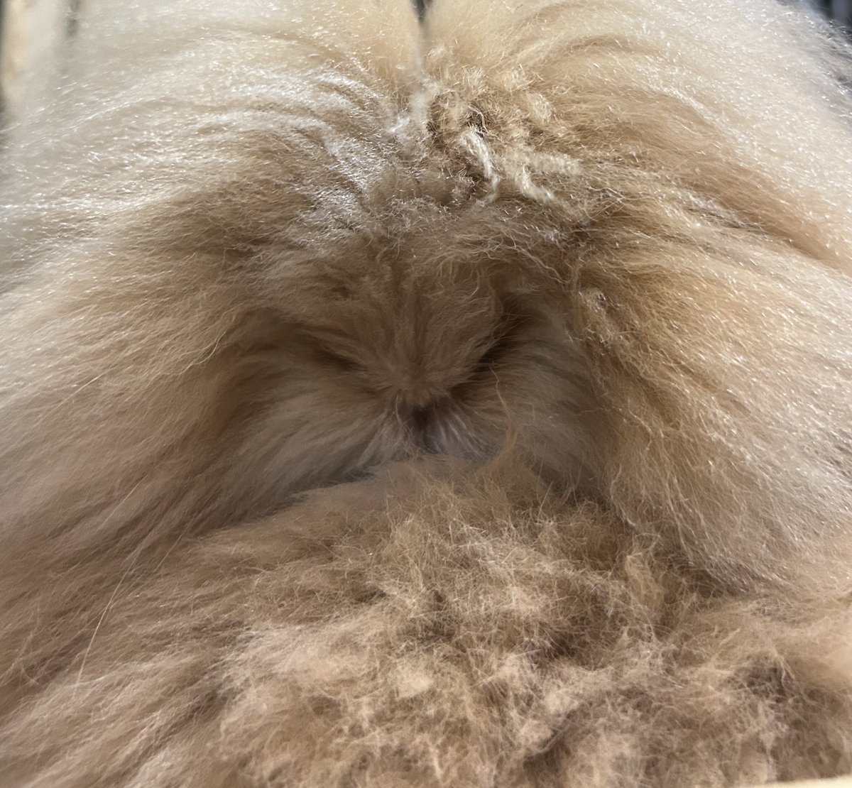 mojamojumojo's tweet image. 画面いっぱいのもふもふ