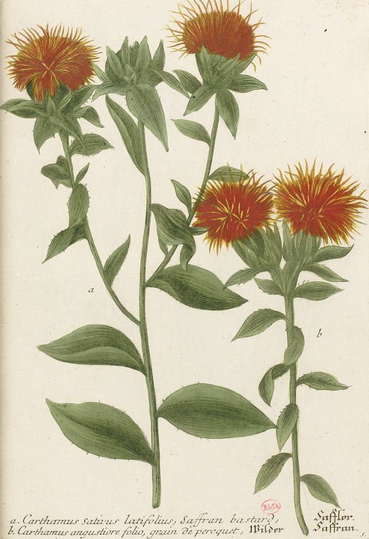 Gallica BnF tweet media