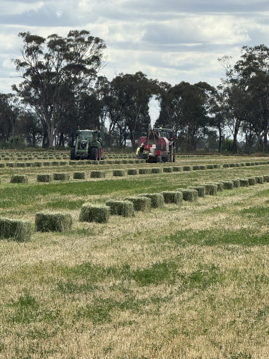 1.2km/hr boys are complaining but these are going to make up for yield losses on the dry. 
🤑🤑