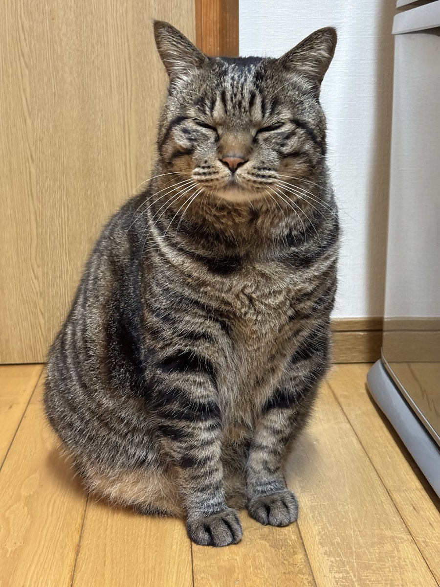 キジトラ虎三郎 (@TH82624015) / Posts / X