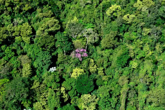 curiosidadafoco's tweet photo. 🌳 A Bolívia possui parte da Floresta Secundária Chiquitana, o maior bloco contínuo de floresta seca tropical do mundo.
#Bolívia #Natureza #Florestas #Biodiversidade https://t.co/nOqCSpgkLQ
