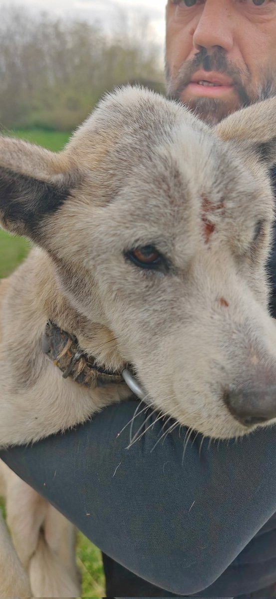 TrazimZauvekDom's tweet image. Godinama pozivamo na primenu zakona, većini su to &quot;samo životinje&quot;. 200.000 mrtvih napuštenih godišnje, jer smo kao društvo zakazali.
Izgladnjivan, bez vode, skloništa, na 50cm lanca, vlasnik ga udario sekirom u glavu. 
On je spašen. Hiljade nisu.
Eto, to je naša zemlja.