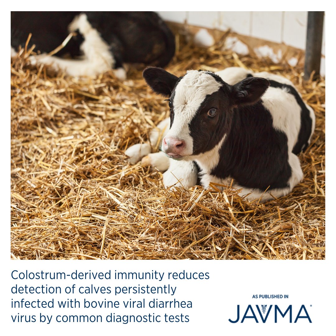 AVMAJAVMA's tweet image. Evaluating ear notch samples with RT-qPCR, antigen-capture ELISA, or Idexx SNAP after 7 days of age allowed reliable detection of persitently infected calves in the face of colostrum-derived immunity. Article: jav.ma/ace @auburnvetmed #bovineviraldiarrheavirus