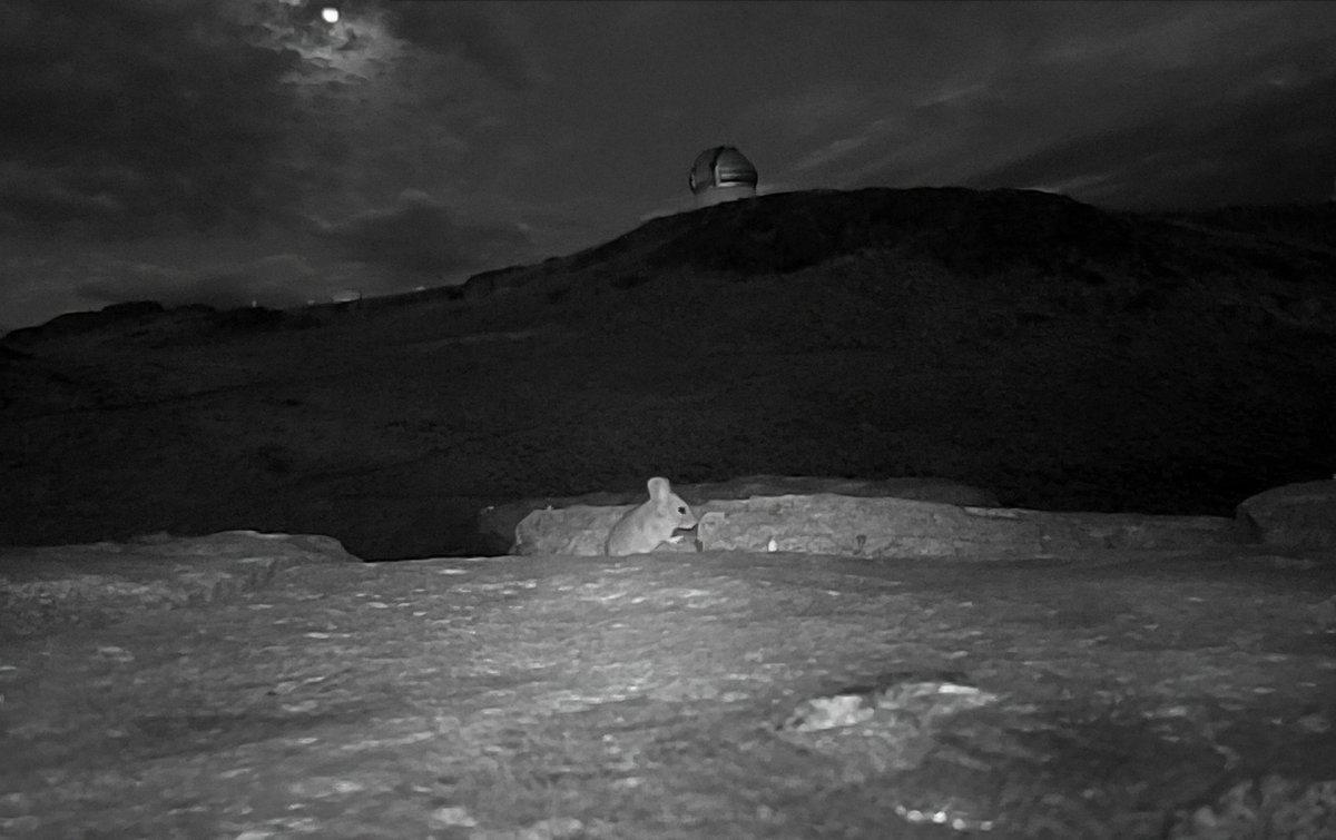 NOIRLabAstro's tweet photo. 🦦🚫 Reminder: the wildlife near our observatories didn’t sign up for the night shift.

These neighbors are part of the unique ecosystems that surround our sites in Chile. We’re guests in their home, so we keep the lights low, and the camera zooms high. 

📷 NOIRLab/NSF/AURA https://t.co/Z73aGmkgFd