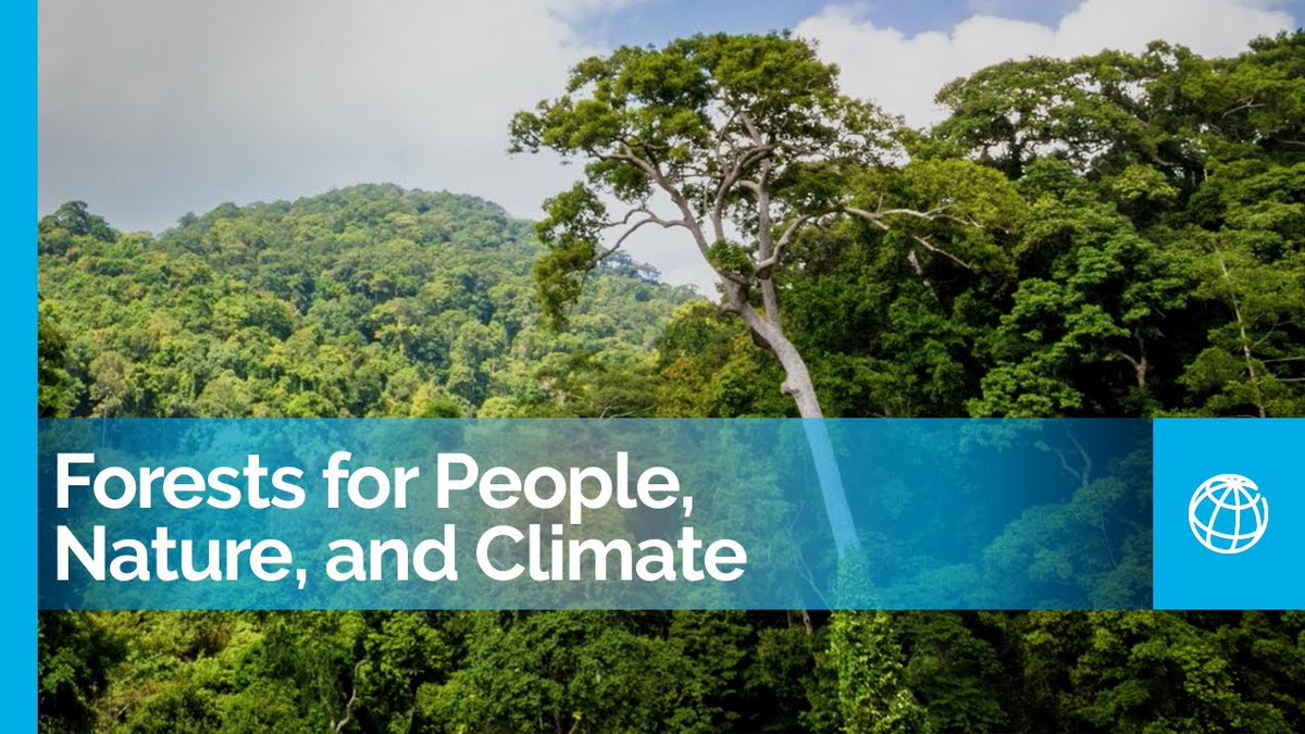 nandini2dash's tweet image. Importance of Forests - World Bank
Three factors on the importance of forests by the World Bank are -
-&amp;gt; The forest sector employs tens of millions of people.
-&amp;gt; Forests are essential sources of food, fuel, and revenue.
-&amp;gt; Agriculture and forests are inextricably linked.