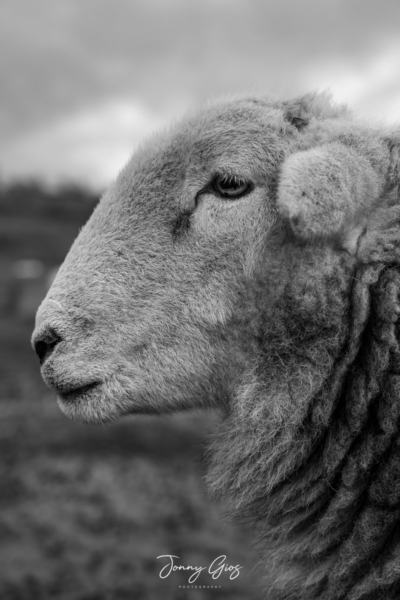 Jonny Gios tweet media