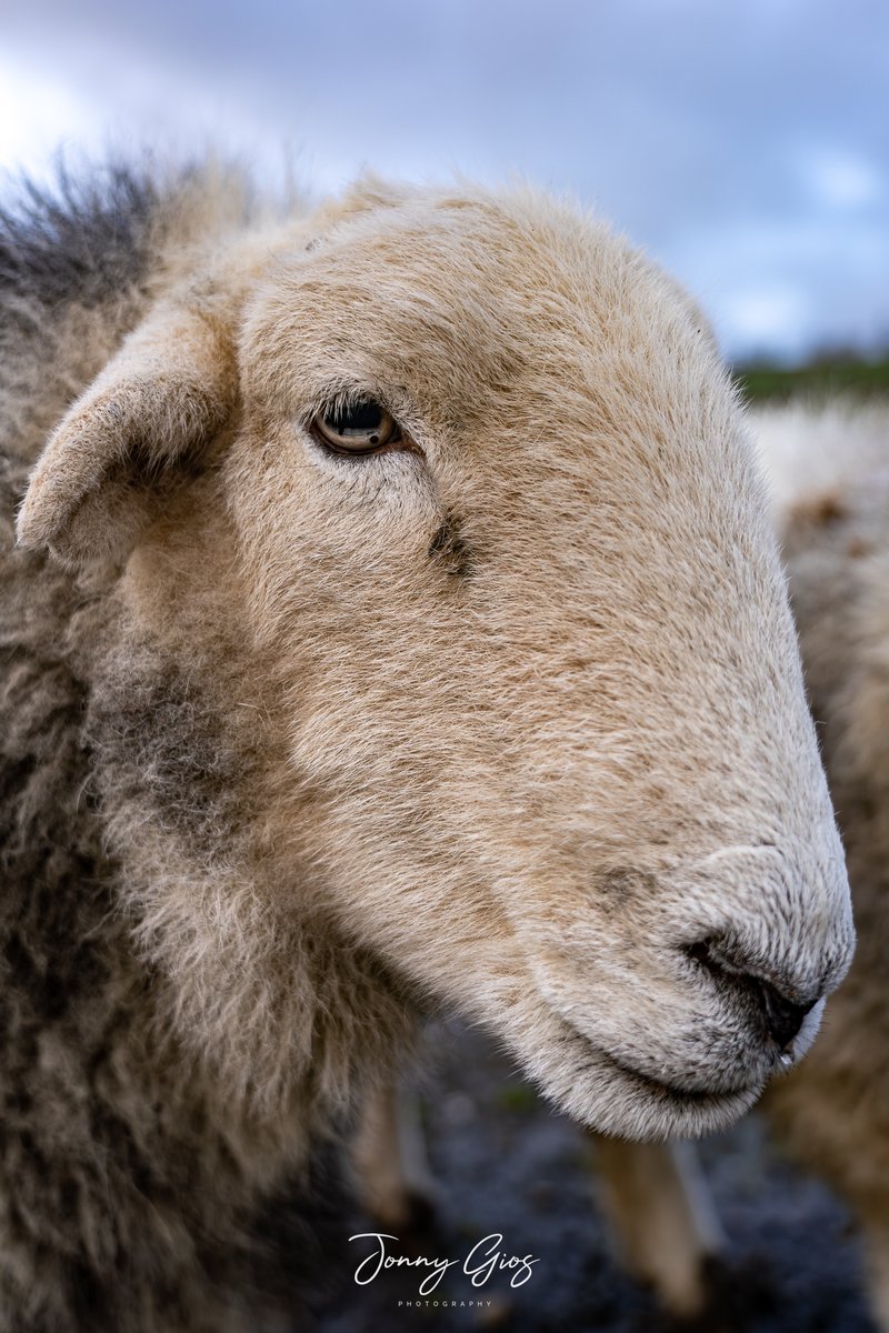 Jonny Gios tweet media