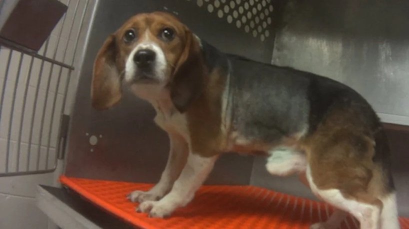 laurenlee's tweet image. 🚨 EXPOSED: Jay Bhattacharya Just Gave Big Pharma $24,000,000 For New Beagle Tests

Despite promises to end animal testing, over 400 beagle puppies will now face unimaginable suffering. 

All for experiments that RFK Jr. himself has called &quot;outdated, unnecessary, and cruel.&quot;…