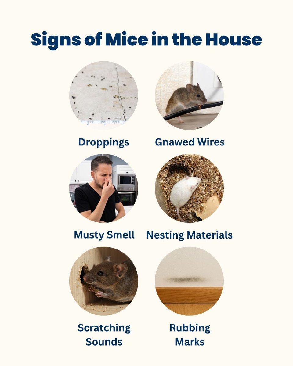 awcmilwaukee's tweet image. Rodent season is here. Learn about the signs of mice infestation in your home.
#RodentControl #MouseRemoval #AdvancedPestPros #WinterPestControl