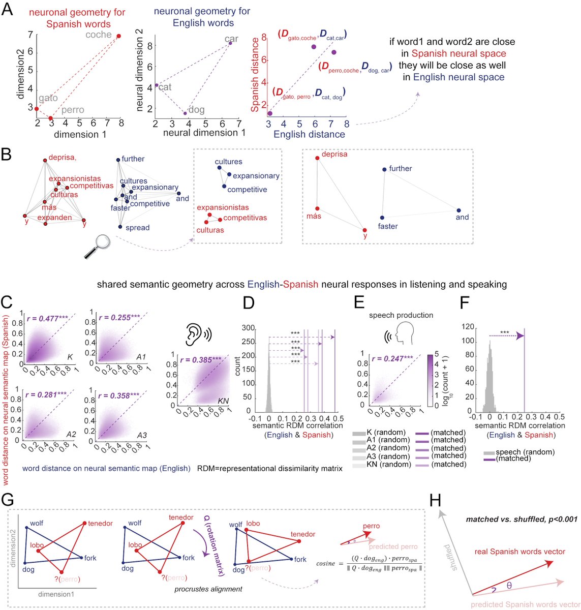 XinyuanYan's tweet image. Shared neural geometries for bilingual semantic representations. 

Hippocampal neurons encode a language-independent internal model for meaning.  

Many thanks to the whole BCM team!!!

biorxiv.org/content/10.110…