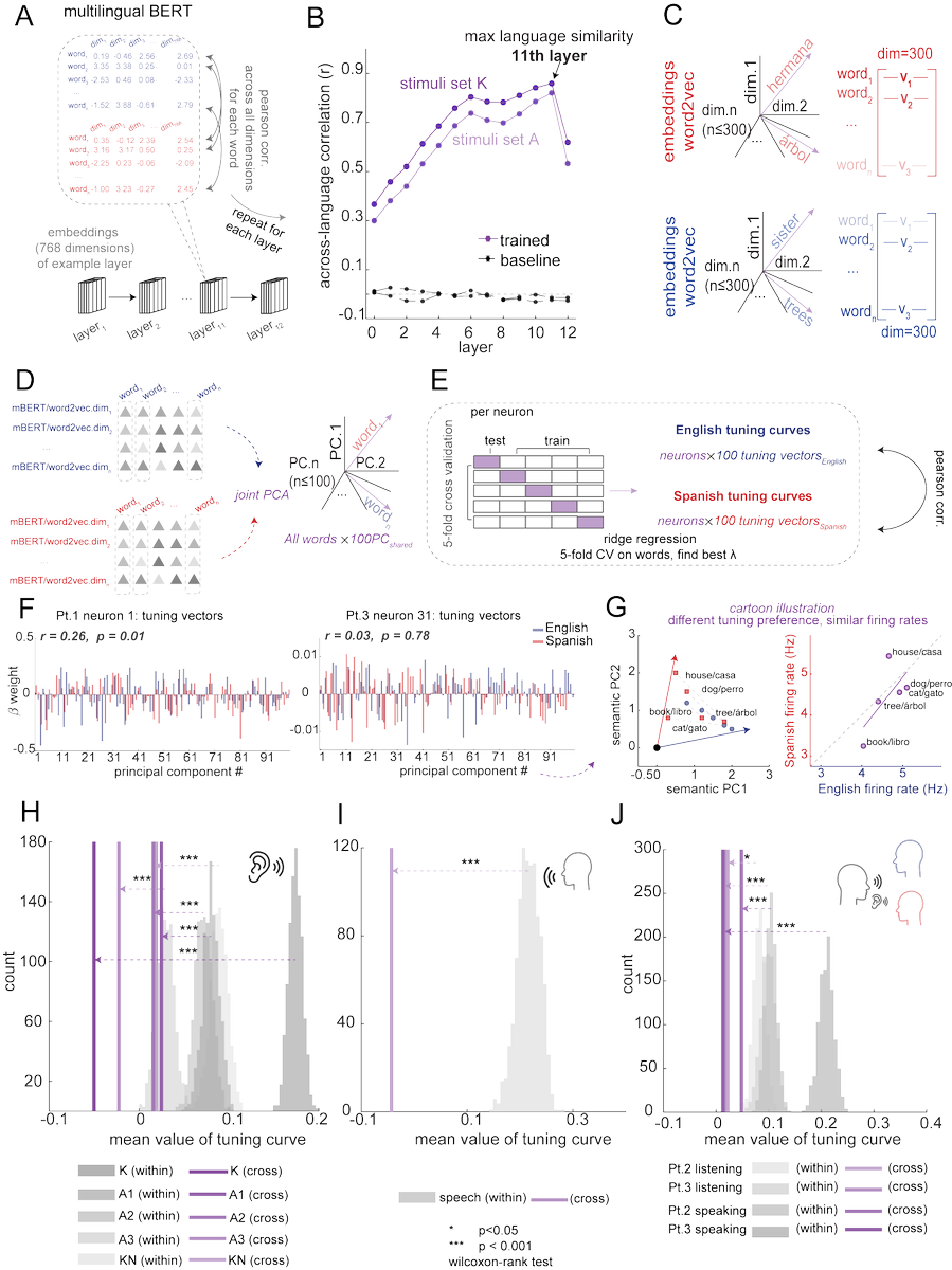 XinyuanYan's tweet image. Shared neural geometries for bilingual semantic representations. 

Hippocampal neurons encode a language-independent internal model for meaning.  

Many thanks to the whole BCM team!!!

biorxiv.org/content/10.110…
