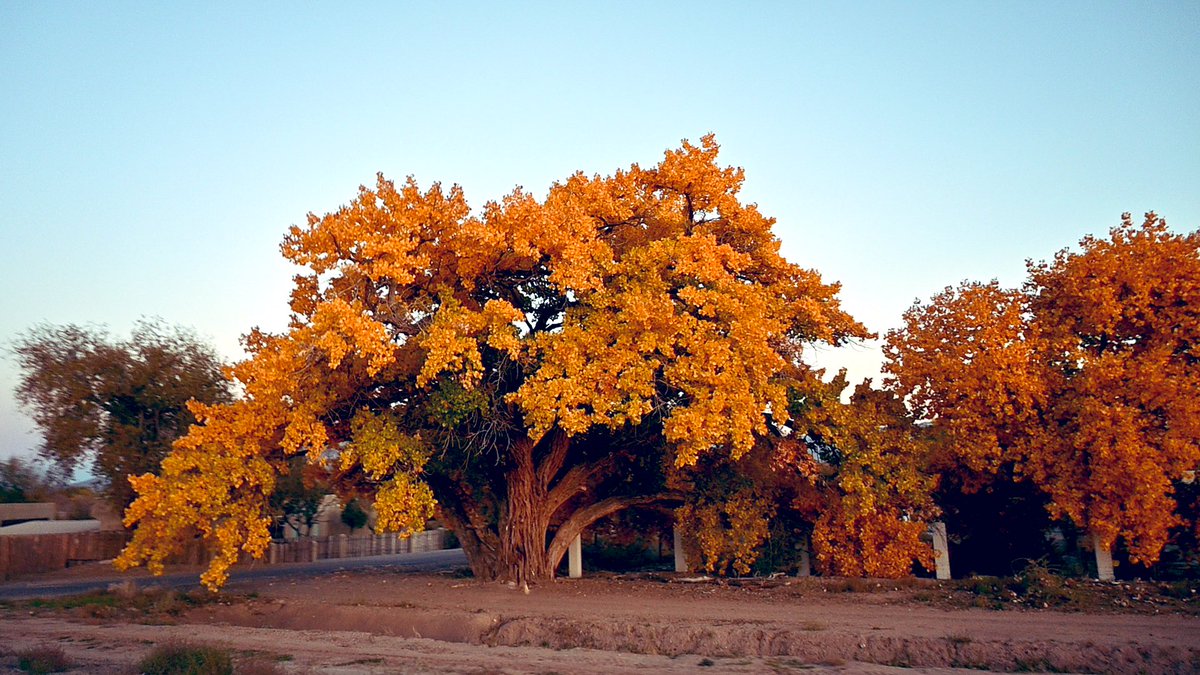 objetsdot's tweet image. Let the trees do the talking.

Happy #thicktrunktuesday
🌳🌲

Trees teach us to stand tall, bend gently, and never fear the wind..
