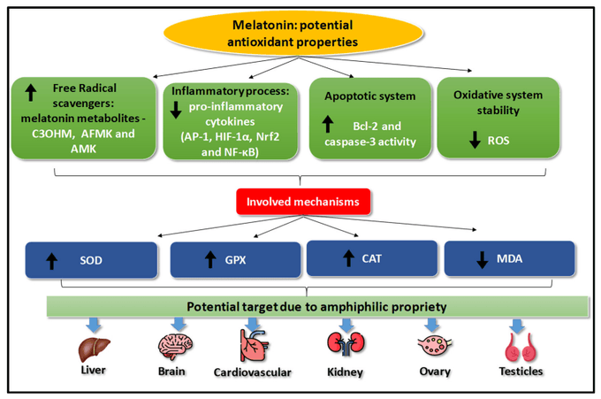 melatonin vs glutathione effect on (GSH)concentration p0.05 Comparative effects of melatonin, glutathione