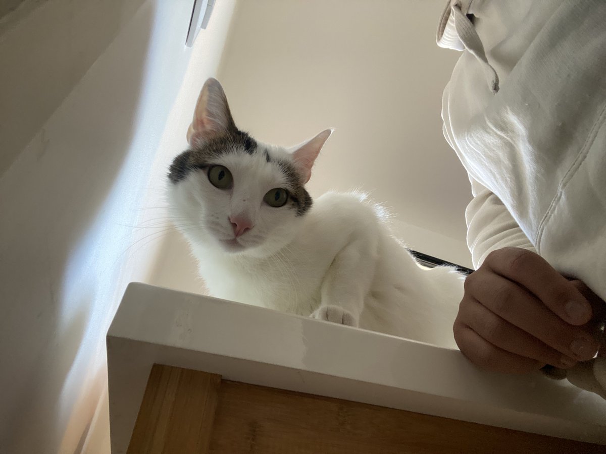 Wolves_FRA's tweet image. Je peux pas le prouver, mais je suis sûr que mon chat est meilleur que José Sá. Regardez la vivacité qui se dégage de la photo : il peut arrêter n’importe quel tir.
- #wwfc #wolves