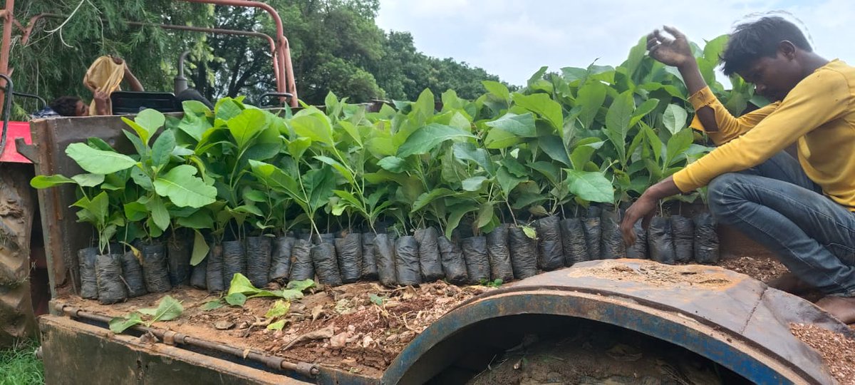 Tigers4Ever2010's tweet image. Forget about &quot;Evergreen&quot; artificial #ChristmasTrees @Tesco &amp;amp; Text TIGERTREE to 70450 to donate £5 &amp;amp; plant real a real #Tree for wild #Tigers this #Christmas