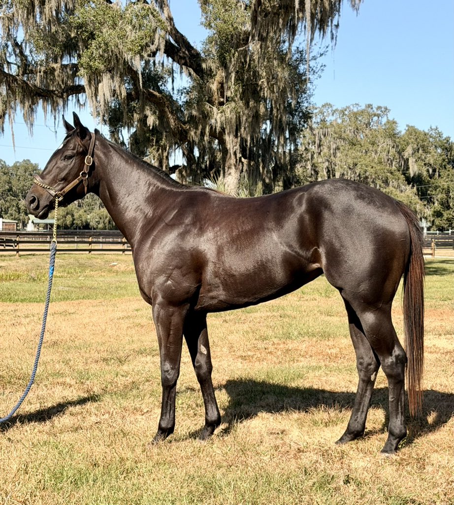 TopLineTBs's tweet image. Anyone want to guess who her daddy is. 2yr old filly getting ready to ship. She’s a picture!