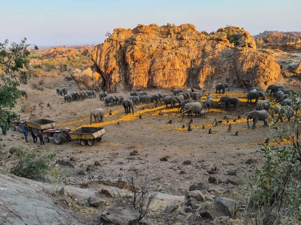 sharonmufaro's tweet photo. Nottingham Estate Resorts located 32 km from Beitbridge along the Bulawayo–Beitbridge Road. The Estate known as 'Fishing Camp' lies on the banks of the Mushiloshokwe Dam.

Photos: 📸 Nottingham Estate’s during elephant feeding on oranges. The elephant feeding season runs from May to the end of September.

Nottingham Estate Resort has a citrus farm in Beitbridge, producing fruits for export and local sales. Tours of the orange factory are available from May to the end of September.