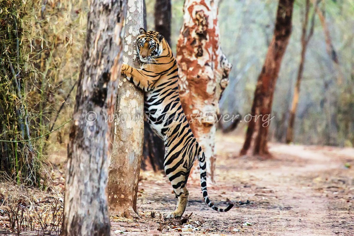 Tigers4Ever2010's tweet image. Forget about &quot;Evergreen&quot; artificial #ChristmasTrees @Tesco &amp;amp; Text TIGERTREE to 70450 to donate £5 &amp;amp; plant real a real #Tree for wild #Tigers this #Christmas