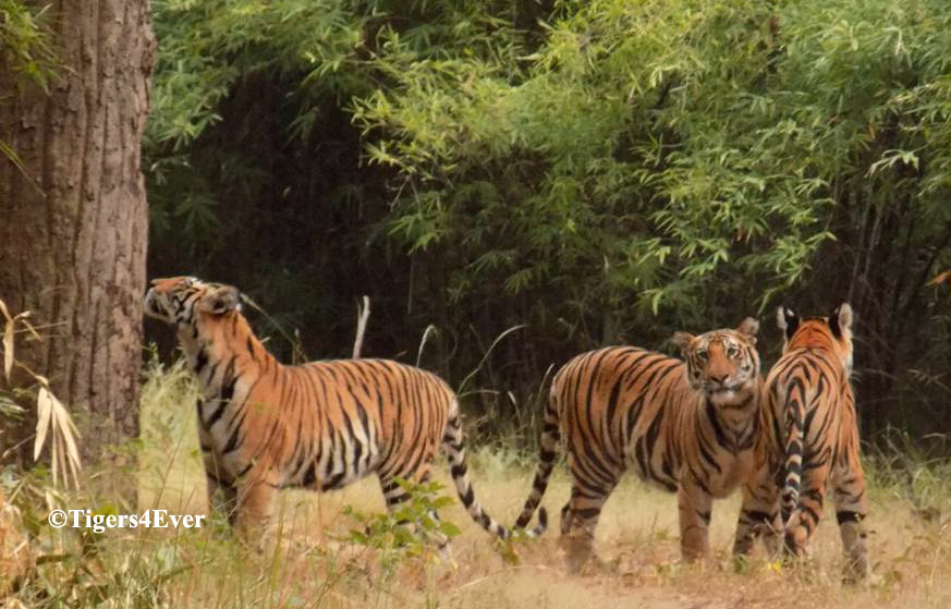 Tigers4Ever2010's tweet image. Forget about &quot;Evergreen&quot; artificial #ChristmasTrees @Tesco &amp;amp; Text TIGERTREE to 70450 to donate £5 &amp;amp; plant real a real #Tree for wild #Tigers this #Christmas