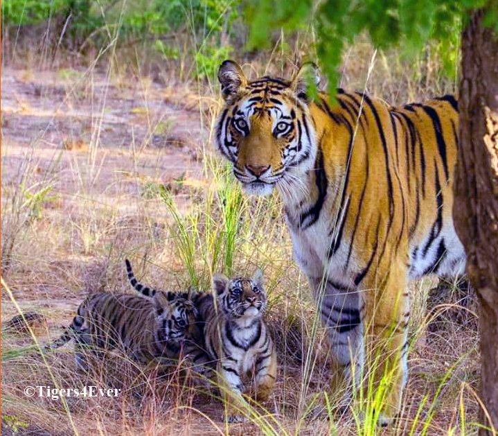 Tigers4Ever2010's tweet image. Forget about &quot;Evergreen&quot; artificial #ChristmasTrees @Tesco &amp;amp; Text TIGERTREE to 70450 to donate £5 &amp;amp; plant real a real #Tree for wild #Tigers this #Christmas