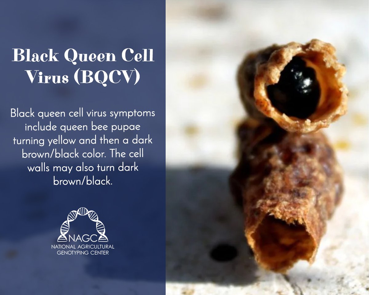 National Agricultural Genotyping Center tweet media