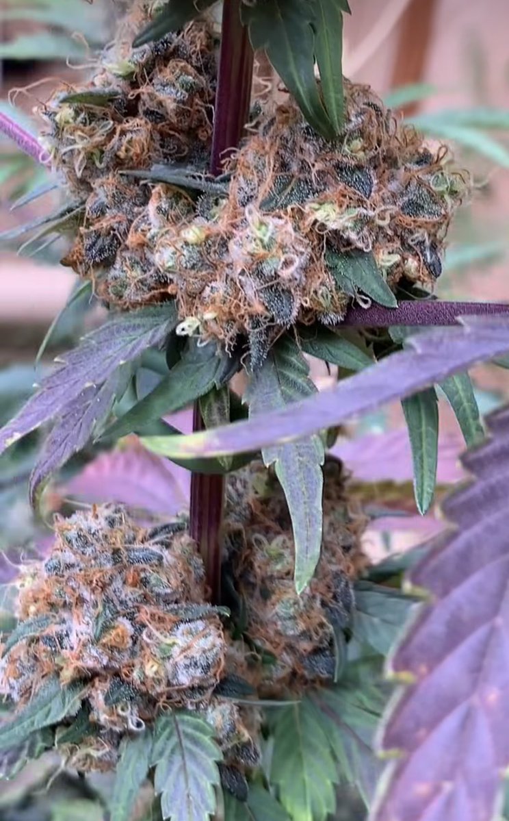 Fernand49034227's tweet image. Aroma Frutas 🍉🫐🍒🍇
#canna #sinsemilla #thc