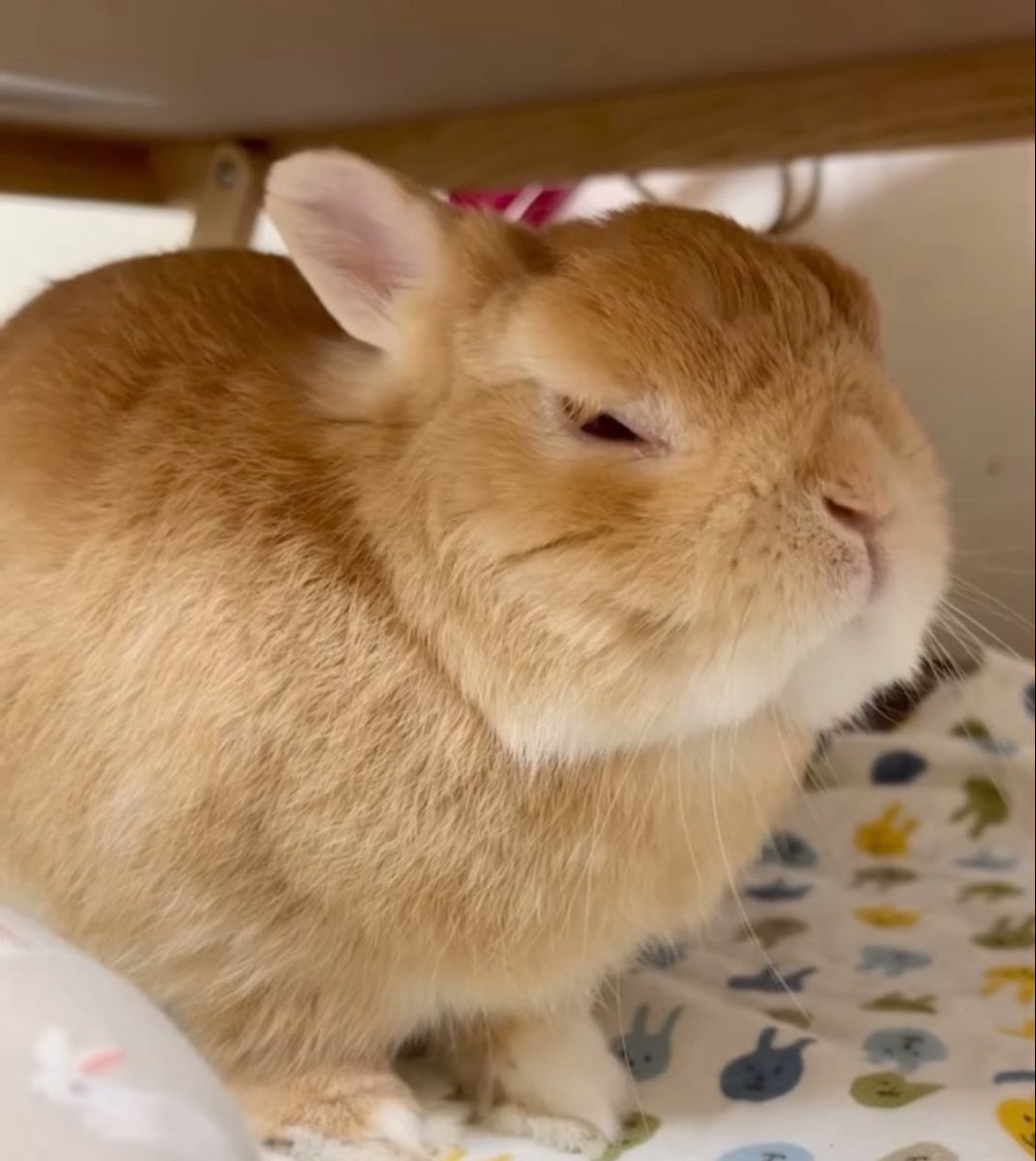 ทมร.🐰ིྀ🌱🏛️ (@septamberwish) on Twitter photo 