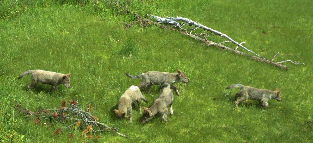 USGSCoopUnits 🐾 🎣 tweet media