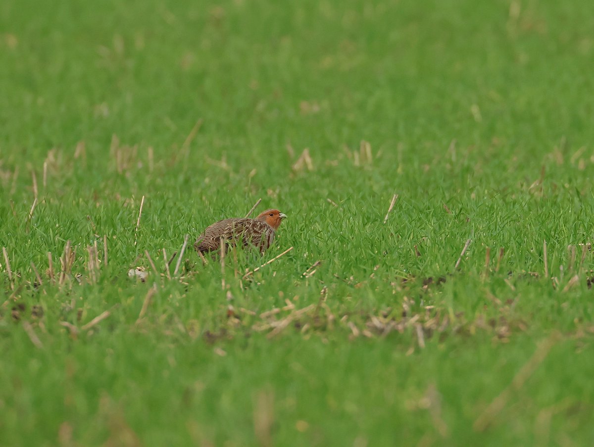 Very pleased to add Grey Partridge (3 birds) to my Oare Marsh bird list this morning , in the field on left along road towards cottages