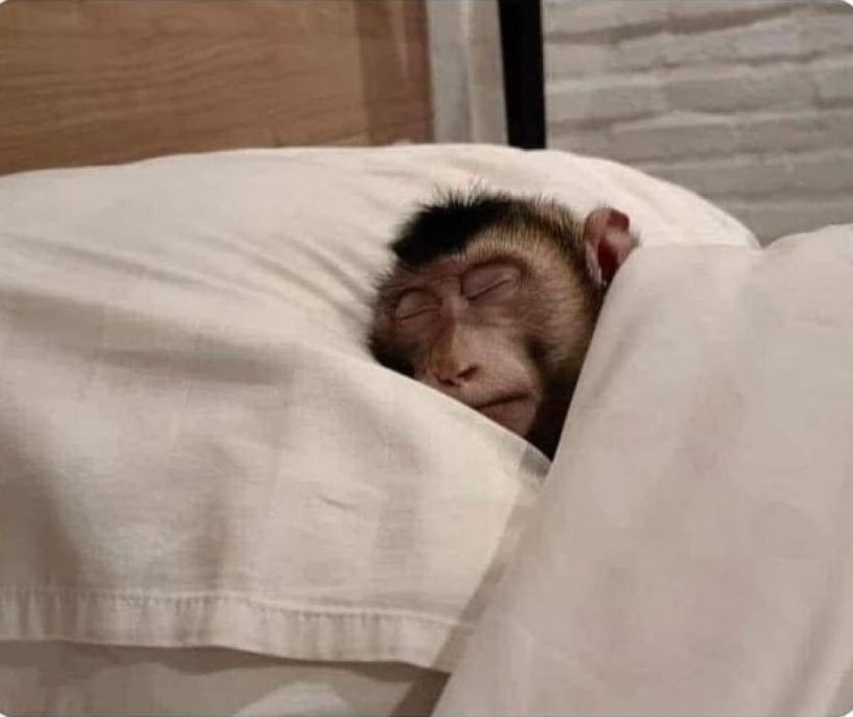 AnnabelleWilin's tweet image. "if you sleep in the afternoon, you won't sleep at night"

Me in the afternoon and night😂😂