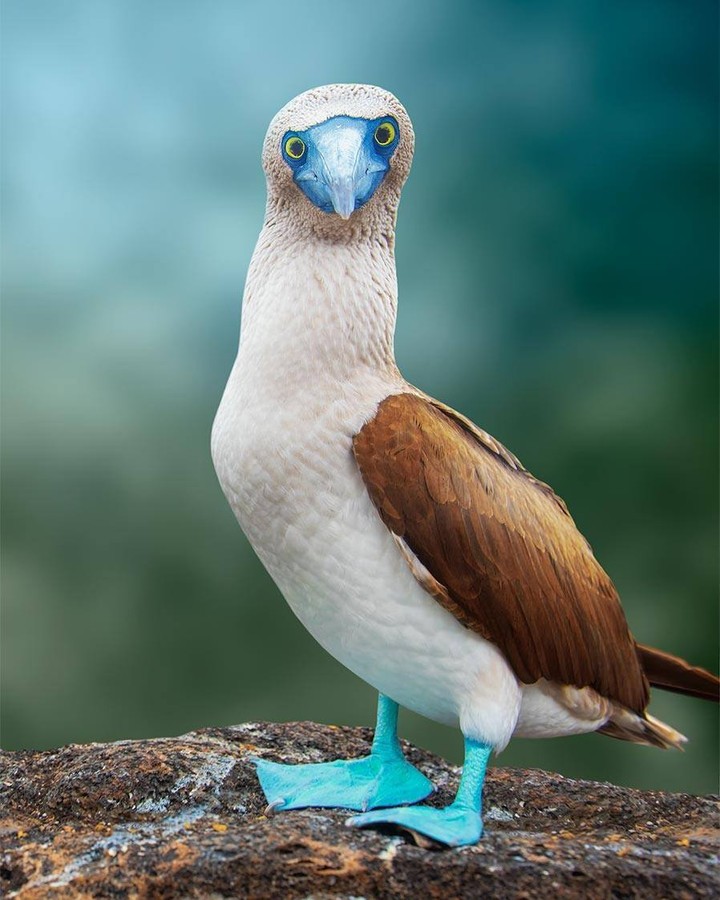 Galapagos Boobies portrait.

The blue-footed booby, also known as “Boobies” is indeed my favorite bird among the many I have photographed. 
When  they walk with that kind of penguin moving swinging mode they are just  adorable. Blue-footed boobies are socially monogamous seabirds