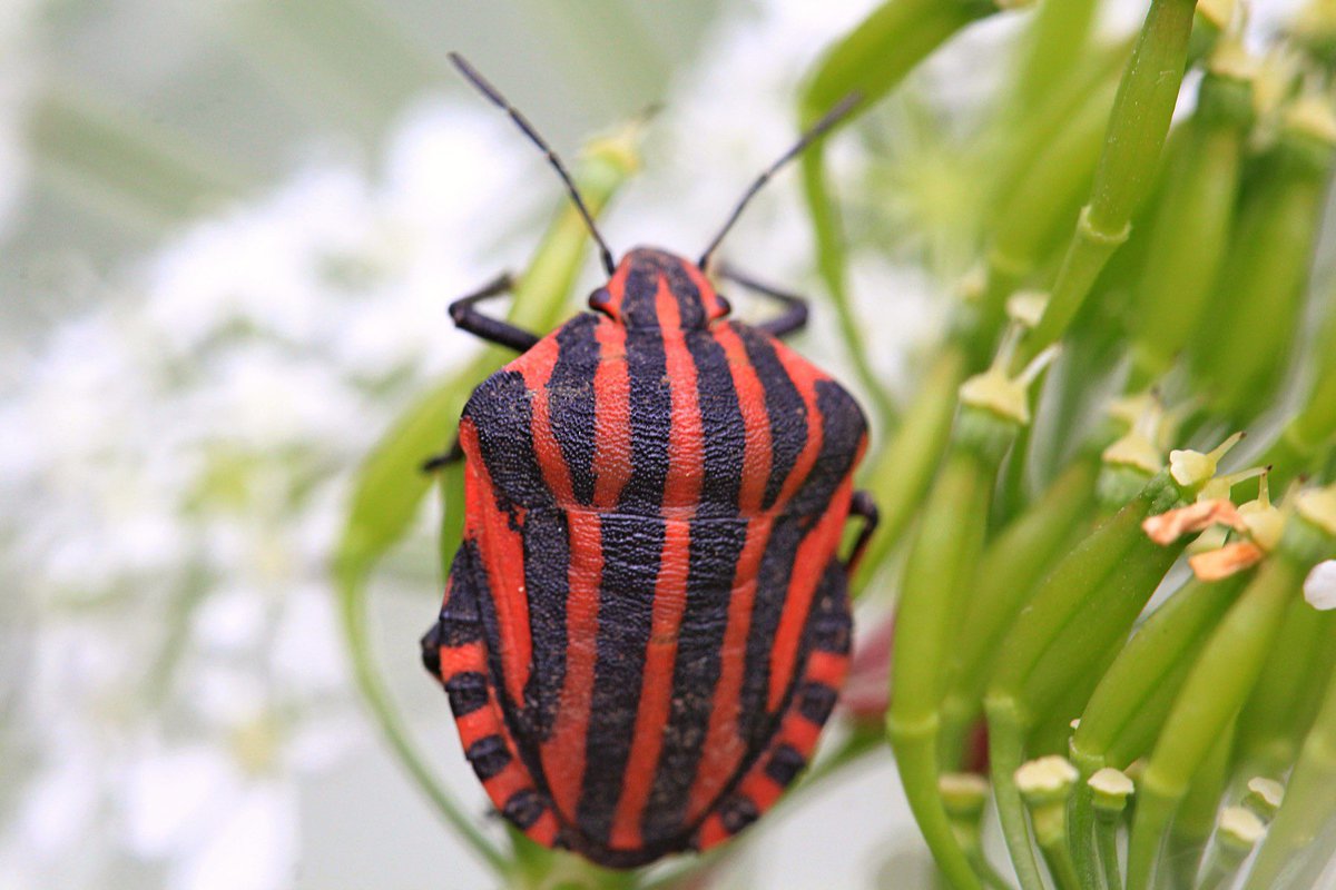 Crochetelo_'s tweet image. What 79 hours of crocheting looks like 😮‍💨