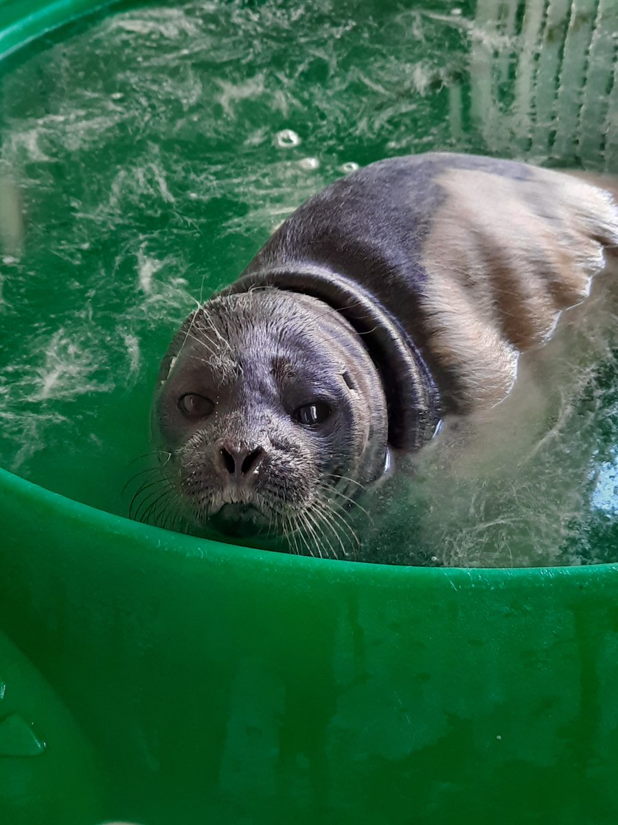 To było parę dobrych lat temu. Ale i takie pacjentki do nas trafiały 💙 Oto Orzeszka. Foka obrączkowana. Pacjentka sezonu rehabilitacji w 2021. 

Jeśli chcesz wspierać ośrodek rehabilitacji fok, wejdź na ratujemyzwierzaki.pl/fokarium 💙