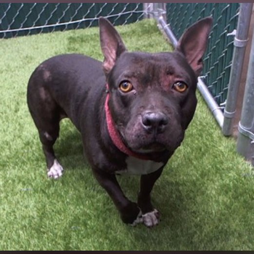 mapleveewesem's tweet image. 💔🆘💔 PEBBLES at Downey #California is a beautiful soul caught in a tough situation. Adoptable, but she&apos;s shy, scared, a bit defensive &amp;amp; required to be an only dog. Needs to have a special, patient hero. Reply here if you can foster 🙏 info ⬇ 
#A5730463