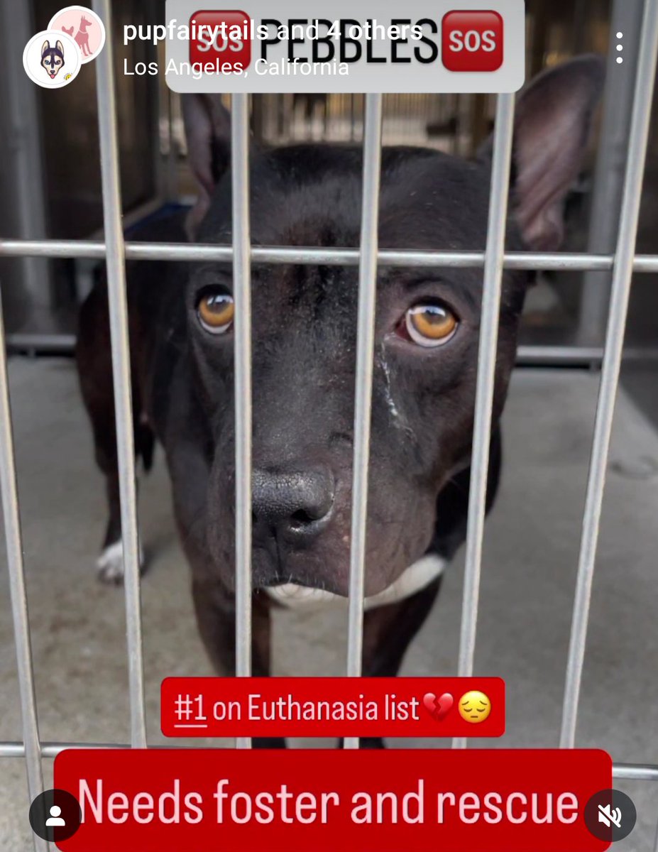 mapleveewesem's tweet image. 💔🆘💔 PEBBLES at Downey #California is a beautiful soul caught in a tough situation. Adoptable, but she&apos;s shy, scared, a bit defensive &amp;amp; required to be an only dog. Needs to have a special, patient hero. Reply here if you can foster 🙏 info ⬇ 
#A5730463