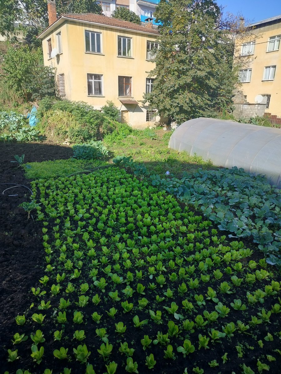 kent için tarım Akçaabat
#iyigeceler