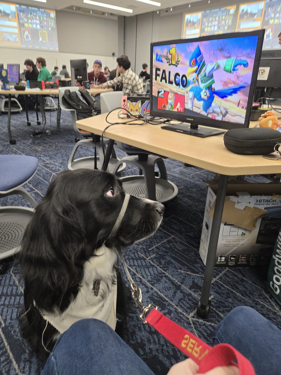 ***PSA ABOUT MY SD TEBA***

- NEVER interact with him without my permission!
- Do your best to pretend he's not there! He does a great job being discreet, and attention can be distracting for his work.
-Remember that I take up 2x my own space with him to avoid stepping on him!