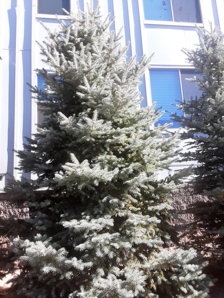 aladreth's tweet image. I want this, but no one gonna get it for me #pout