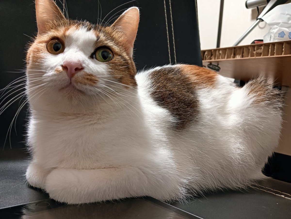 cellbururu's tweet image. 日常的に嫌がらせを受けてるんやで

パソコンしてると寝ずパソコン周りをウロウロしてキーボードに何度も乗ってきて諦めて横になると乗ってくるのなんなんやで
そして寝たと思って電気つけたら起きて椅子に座らせないように邪魔をするんやで