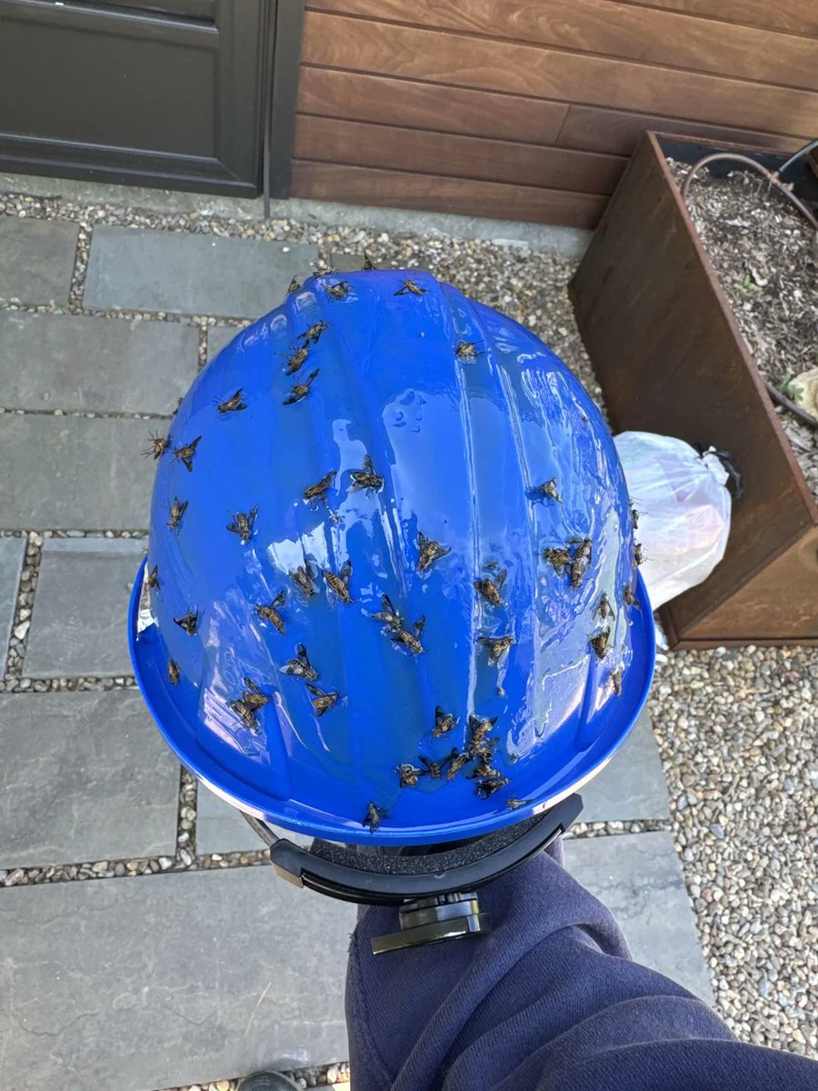 NETradeSchool's tweet photo. F... Deer flies. For those of your lucky enough to live near these fellas, let me present my solution. Apply tanglefoot to hard hat while working. #NewHampshire #PestControl https://t.co/XuqCR8yhYV