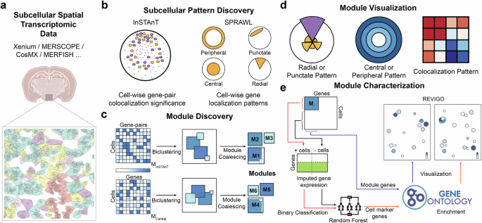 CommsBio's tweet image. CellSP enables module discovery and visualization for subcellular spatial transcriptomics data: Communications Biology, Published online: 05 November 2025; doi:10.1038/s42003-025-08891-2CellSP is a computational framework for identifying and visualizing… nature.com/articles/s4200…