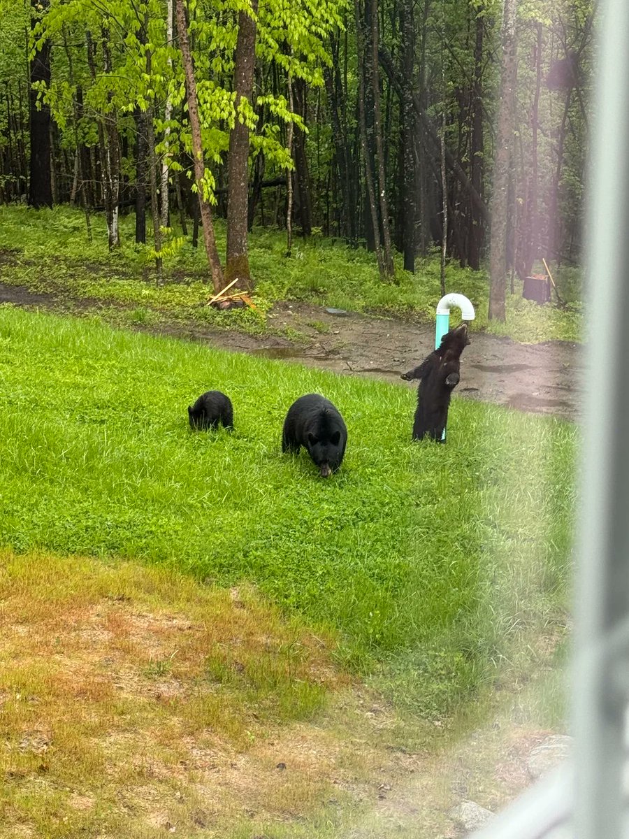 NETradeSchool's tweet photo. Found dogs in my yard. Wish folks obeyed the leash laws. 😅 #NewHampshire #Bears https://t.co/bDbEGWzUTC