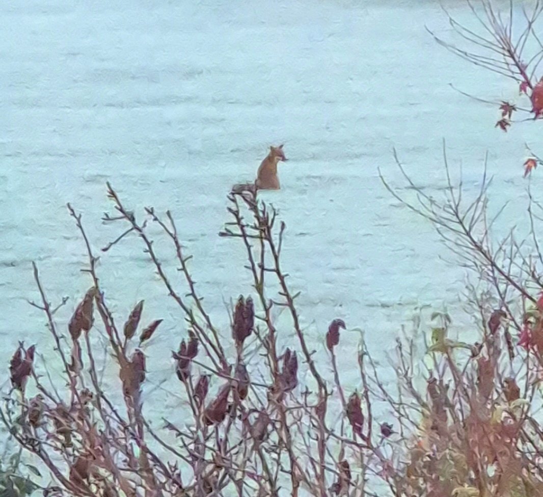 missfortytwo's tweet image. This is one of our adolescent foxes experiencing their first frost this morning.

I watched for a while, then they trotted off.

@ChrisGPackham #FoxOfTheDay #fox